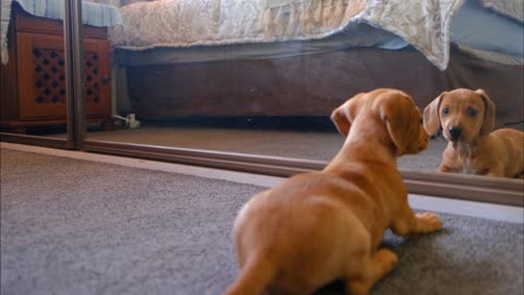 Watch a dog playing with its reflection in the woman