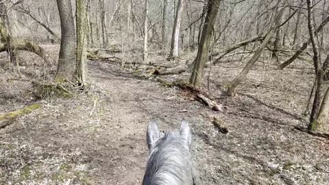 Come along for a trail ride on a Friesdale Horse