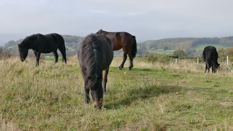 HORSES BLACK