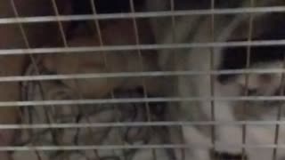 Adorable Husky Puppy Can't Wait To Get Out Of Her Kennel <3