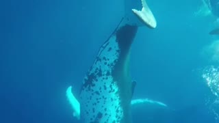 Close with whales