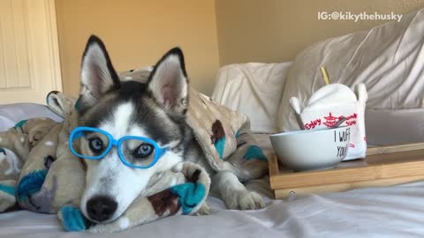 Husky dog wears bue glasses and eats out of his bowl that says i wuff you