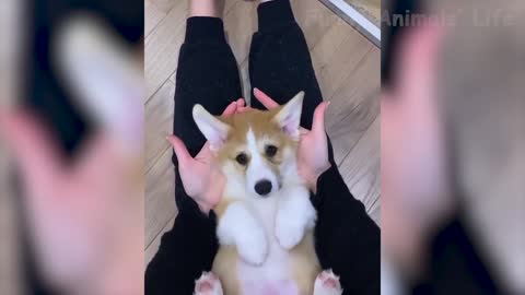 Cute Little Puppy Plays Peekaboo With Owner - So Cheeky
