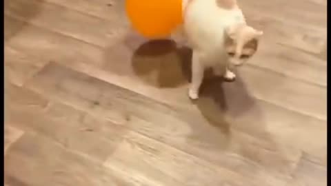 cat with balloons funy video / playing pet animal video