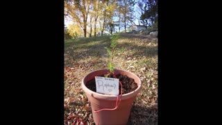 Jungle Brook Jingle with Raphael Dawn Redwood Nov 5 2020