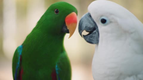 Eclectus Parrot And White Cockatoo Playing - Free Flying Eclectus Parrots | Short Session Meteo
