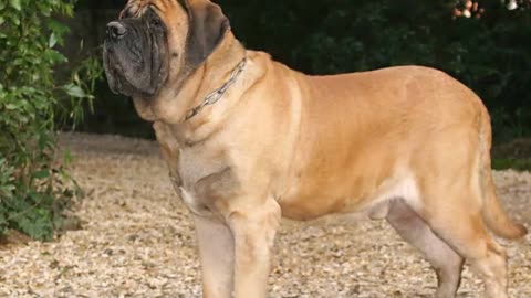 List Of The Top 10 Best Large Dog Breeds