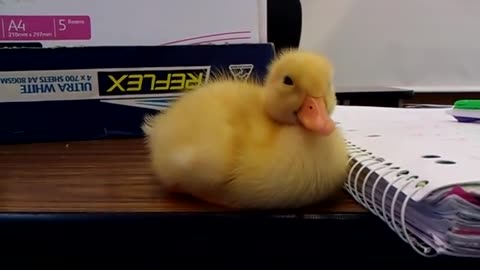 Baby duck cant stay awake