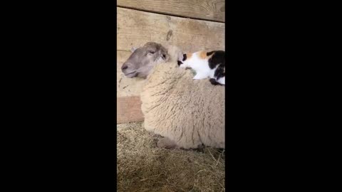Who needs a wool blanket when you have a sheep friend called Waffles?