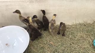 Bathtub Toddler Ducklings group
