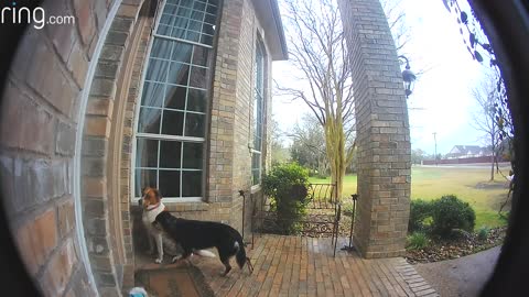 Family Dogs Learn to Use Ring Video Doorbell to Get Owner’s Attention _ Ring TV