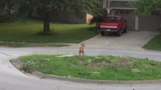 Kansas Deer Taking a Massive Poop