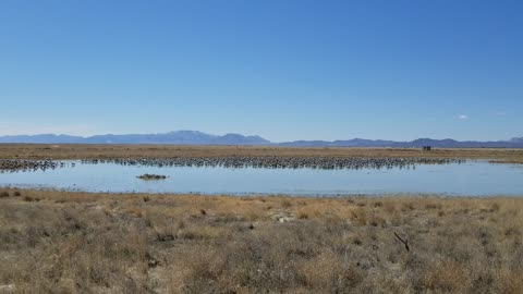 Sandhill Cranes in Willcox Arizona