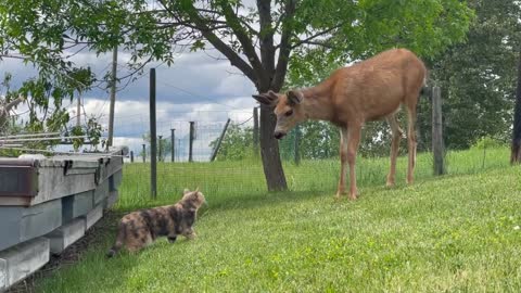 Cat seeing a deer for the first time!
