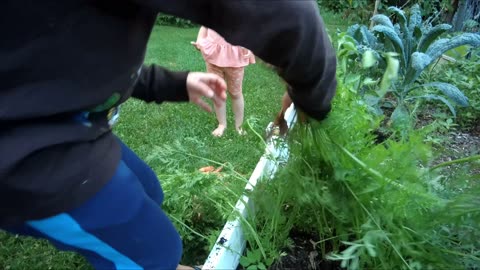Picking Carrots in the Raised Bed
