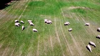 University tests sheep versus lawnmowers