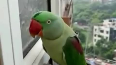 funny video A parrot is knocking on the window