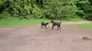 Rocky and Rosie playing