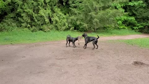 Rocky and Rosie playing