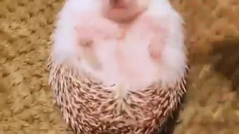 This Has Got To Be One Of The Cutest Hedgehogs On The Internet