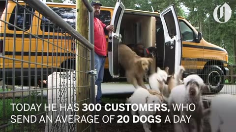 Doggie School Bus picks up pups for 'school'