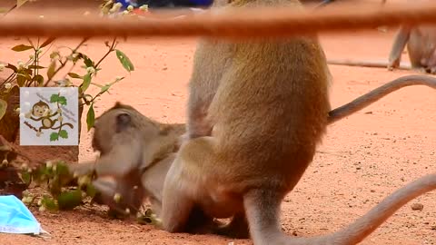 Super Mating fighting to request mating