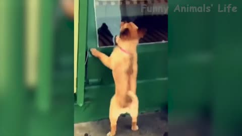 Videos funny cats and dogs, let's laugh a lot kk 2021