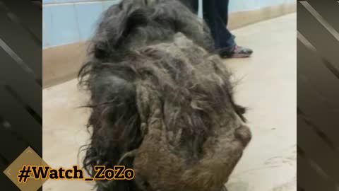 Abandoned Dog Rescued- AMAZING TRANSFORMATION!