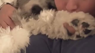 Crazy doggy freaks out when owner blows on his paw
