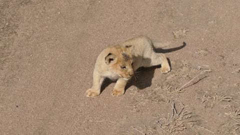 Baby lion cubs chatting with Mom about what meal their having for supper