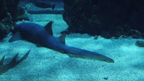 Ocean Aquarium Shark Fish Monaco Museum new 2021