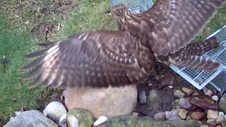 Cooper’s Hawk vs mouse cage fight