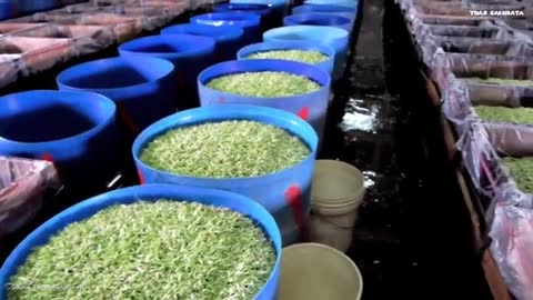 Hidroponik-Japanese Modern Agriculture Technology: Farming And Harvesting Giant Bean Sprouts