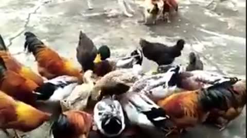 Dogs and Chicken play Fight / Funny Compilations