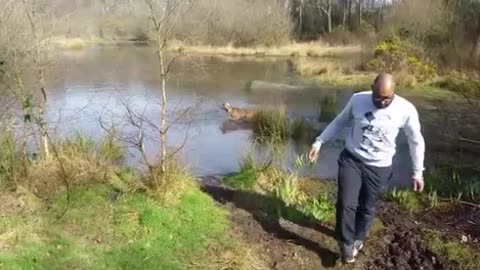 Crazy dog chaos running into lake to get a big stick