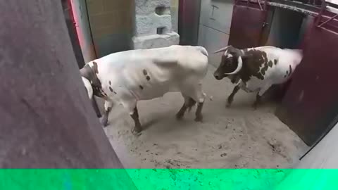 very Dangerous Bulls Fight video_ Best animal fights