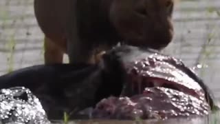 Lion battles Crocodile