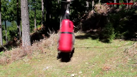 Angry Ram destroys a punching bag