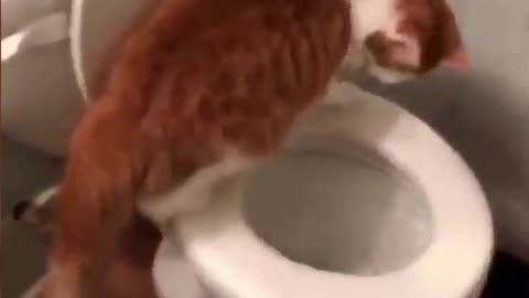 Cat Flushing the Toilet