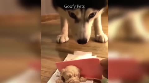 Cat Reaction to Cutting Funny Dog Cake Reaction