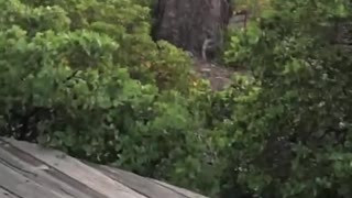 Bear Chased Through Backyard by Coyote
