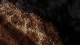 Dogy sleeping in funniest Way