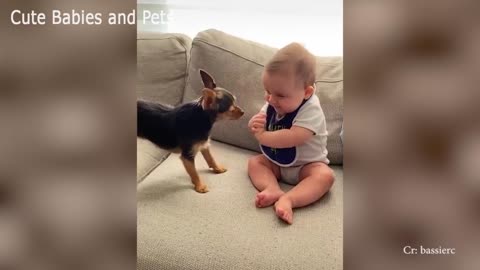 Lovely dogs can playing and protect the babies