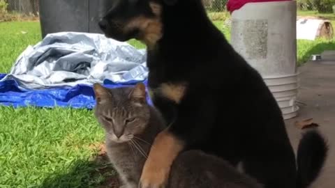 Cat & Dog Love l Beautiful Video