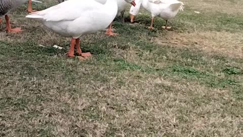 Brown And White Goose 🦆 Video By Kingdom of Awais