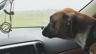 Dog tries to bite windshield wipers