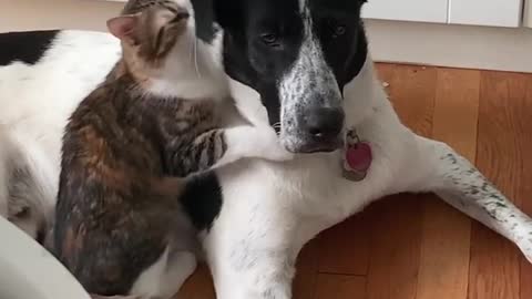 Love of cats and dogs