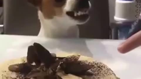 Funny Dog React To Dog Cake