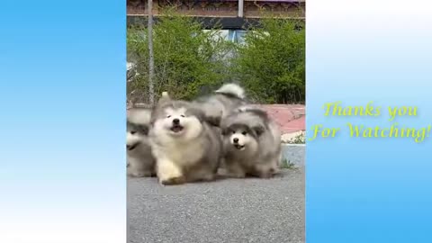 Cute animals video - OMG compiled videos