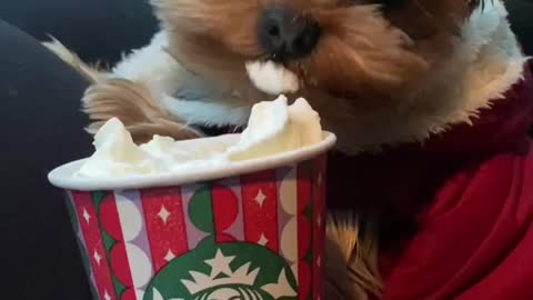 Yorkie enjoys a yummy treat